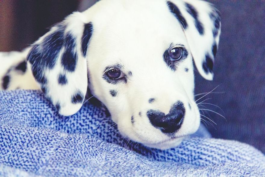 Dog With Heart Mark On Nose Enchants Where It Passes