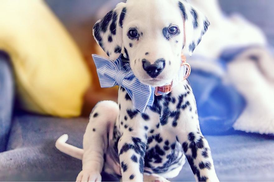 Dog With Heart Mark On Nose Enchants Where It Passes