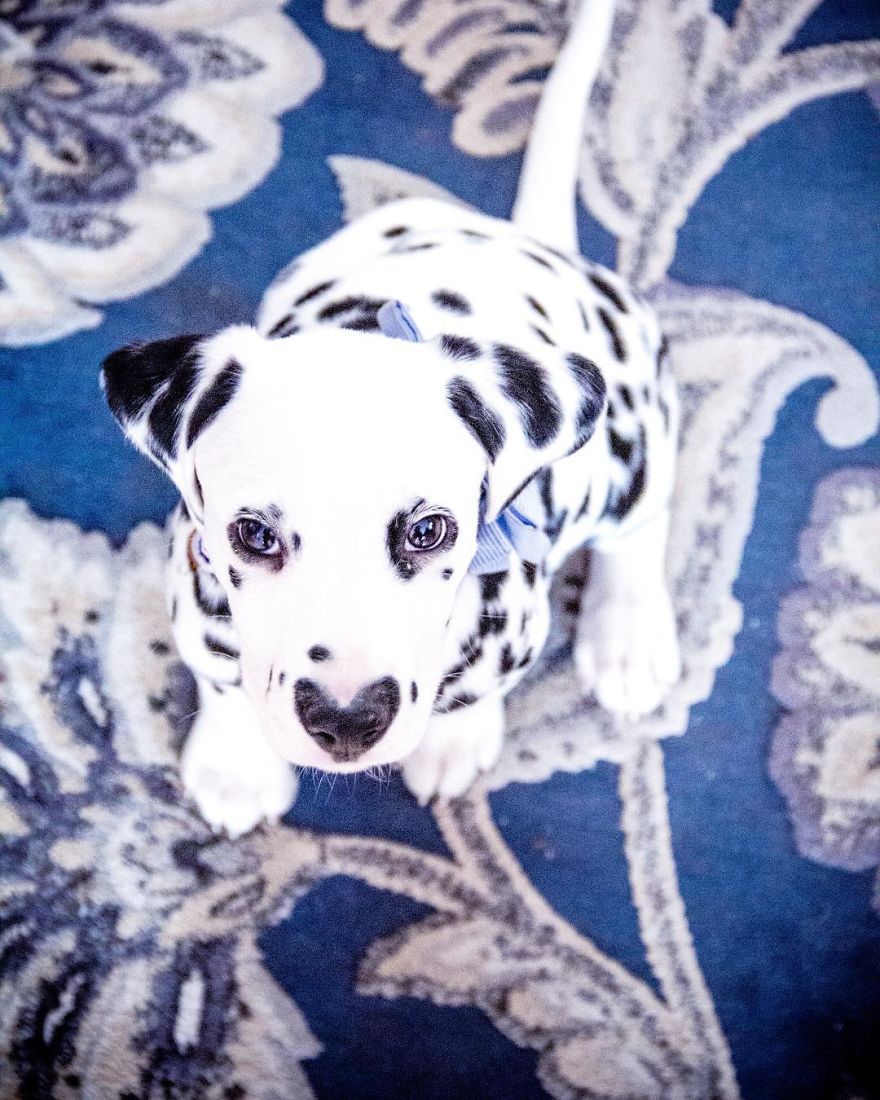 Dog With Heart Mark On Nose Enchants Where It Passes