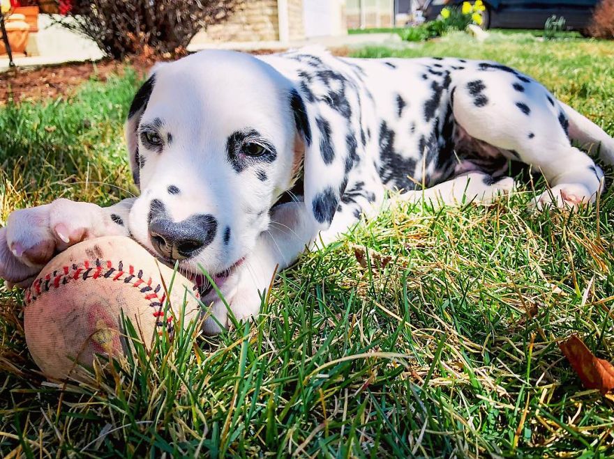 Dog With Heart Mark On Nose Enchants Where It Passes