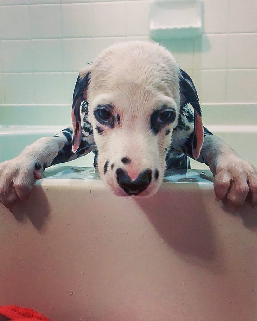 Dog With Heart Mark On Nose Enchants Where It Passes