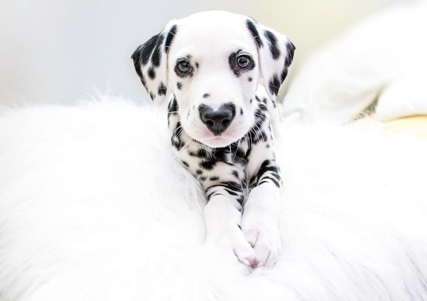 Dog With Heart Mark On Nose Enchants Where It Passes