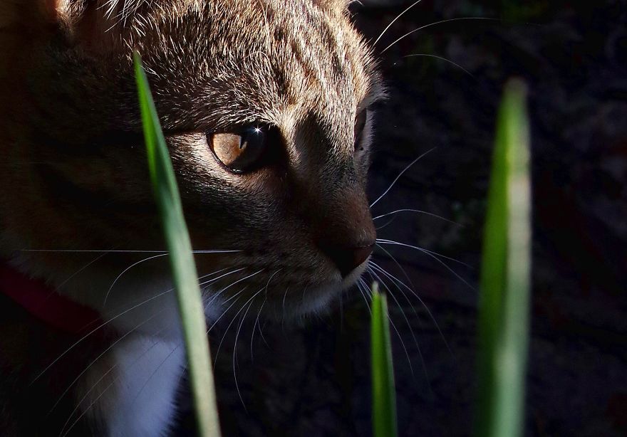 Edmund The Jumping Kitty Goes Outside For The First Time
