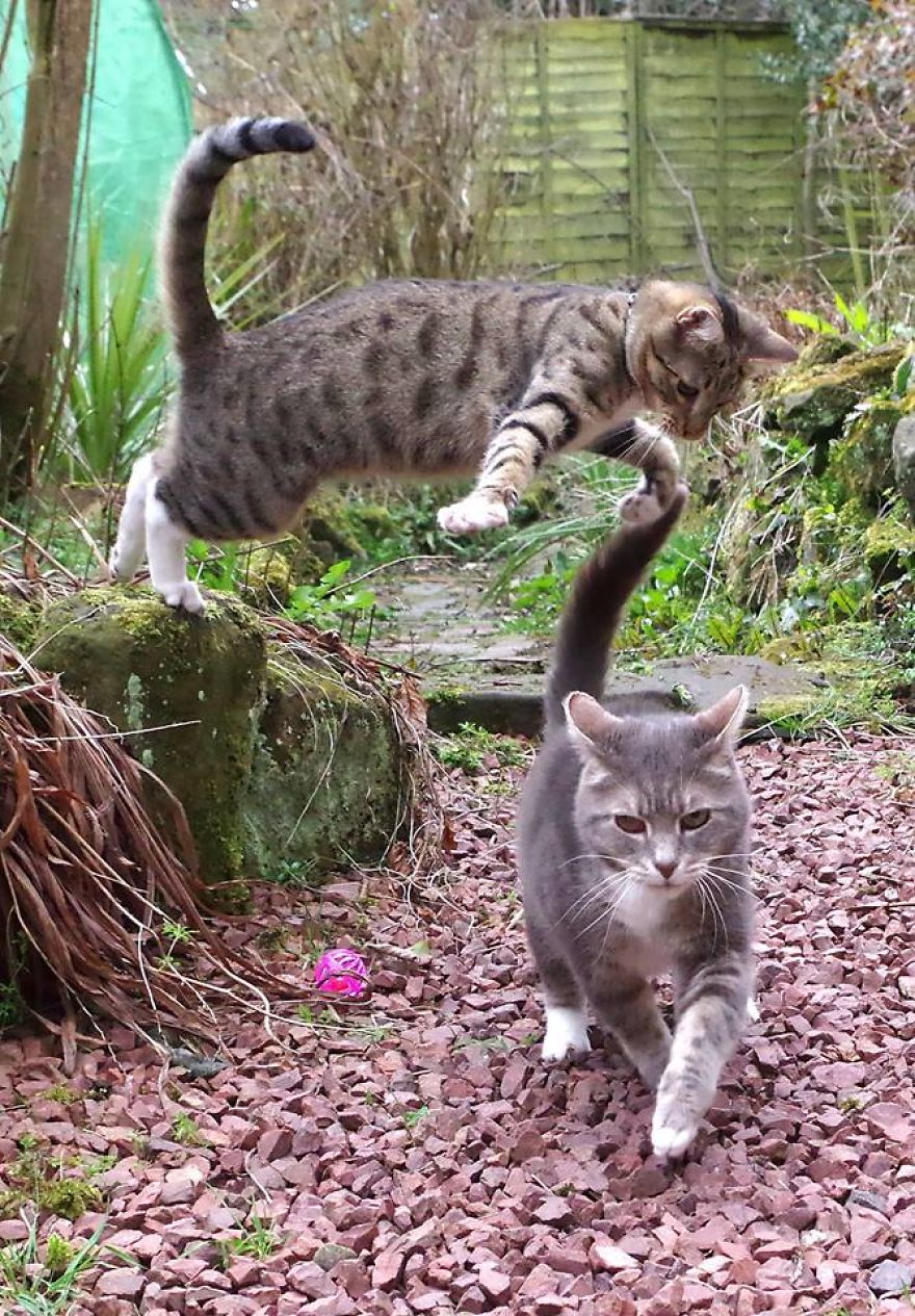 Edmund The Jumping Kitty Goes Outside For The First Time