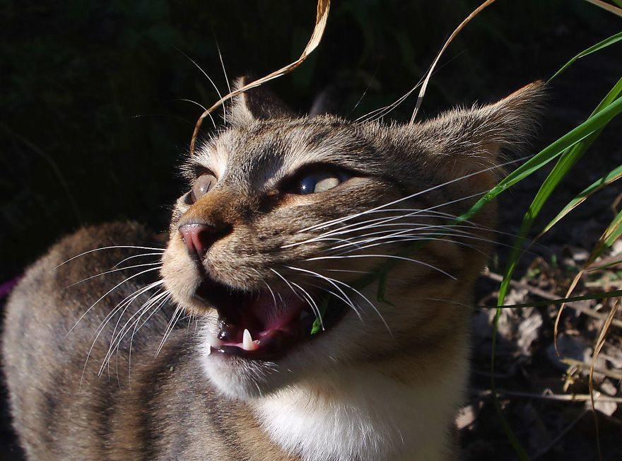 Edmund The Jumping Kitty Goes Outside For The First Time