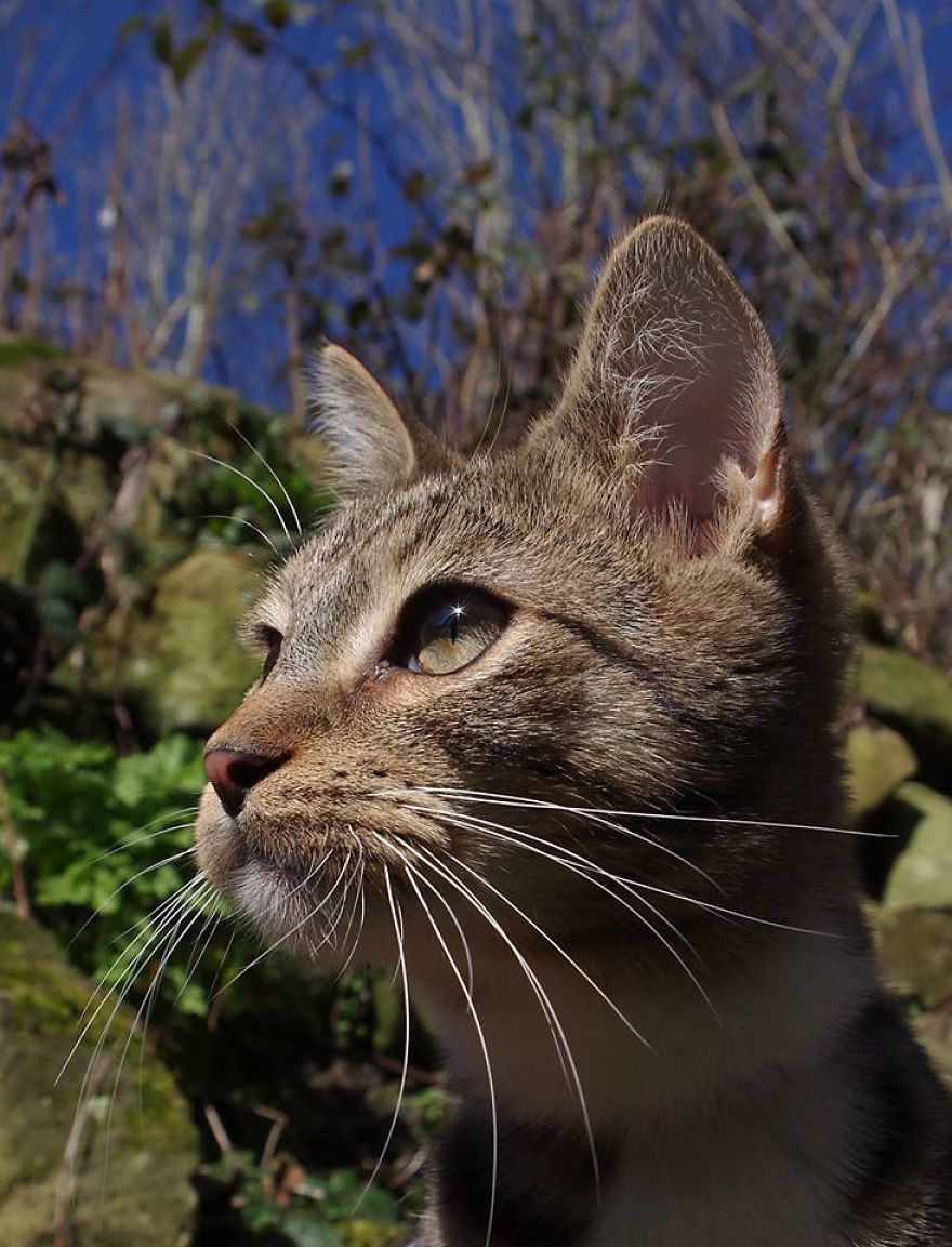 Edmund The Jumping Kitty Goes Outside For The First Time