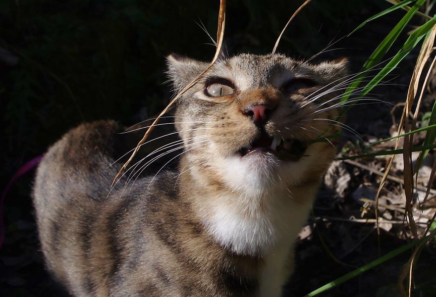 Edmund The Jumping Kitty Goes Outside For The First Time