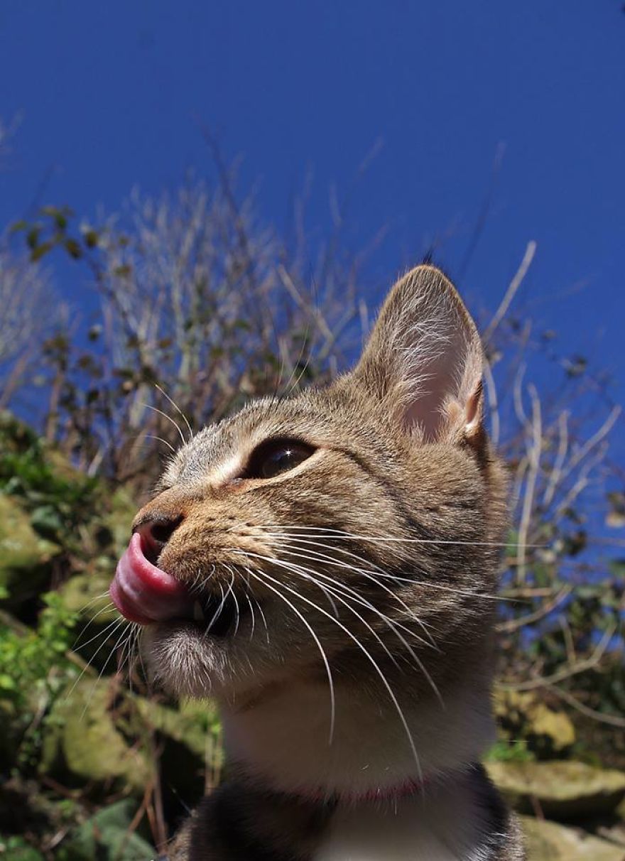 Edmund The Jumping Kitty Goes Outside For The First Time