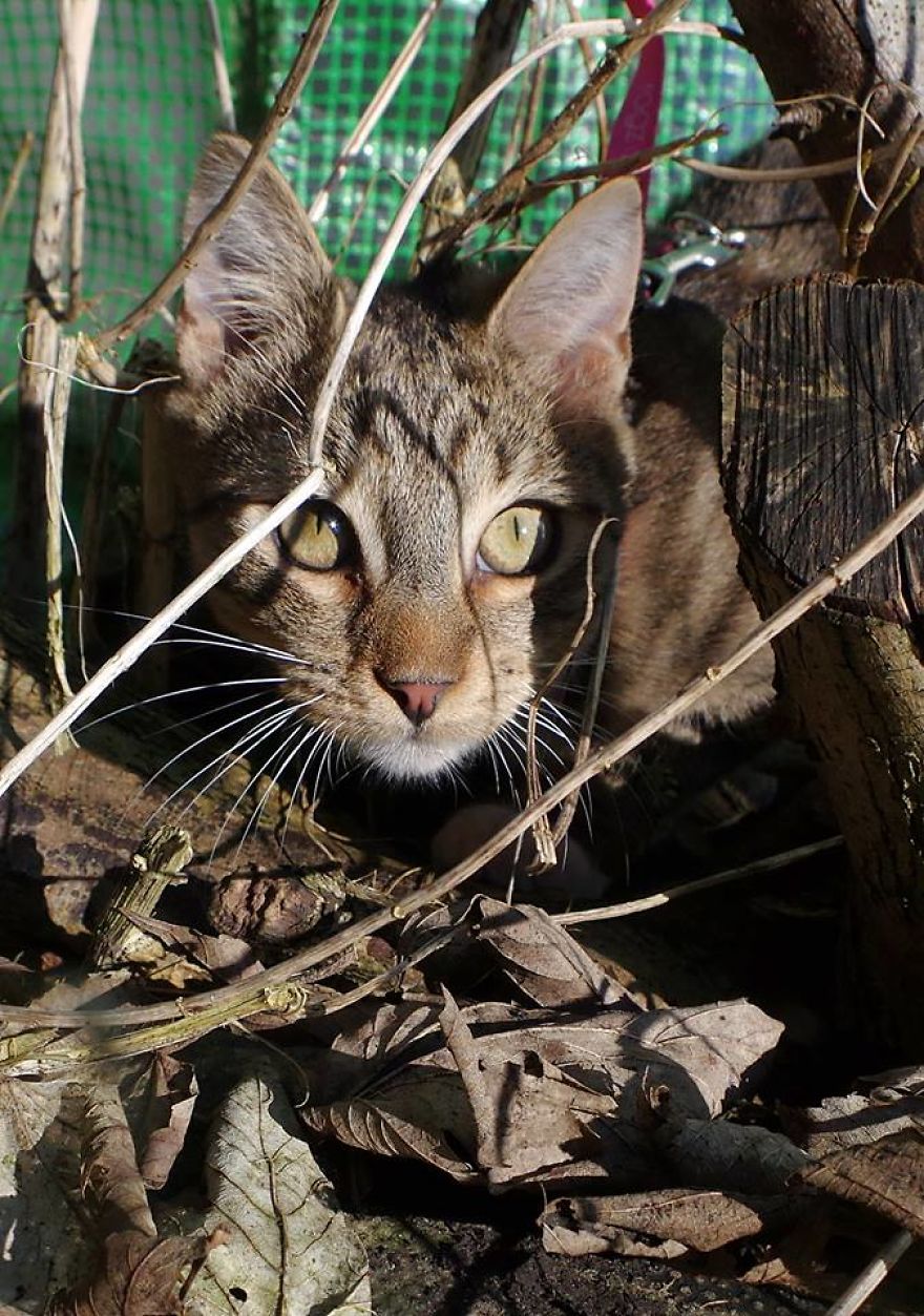 Edmund The Jumping Kitty Goes Outside For The First Time