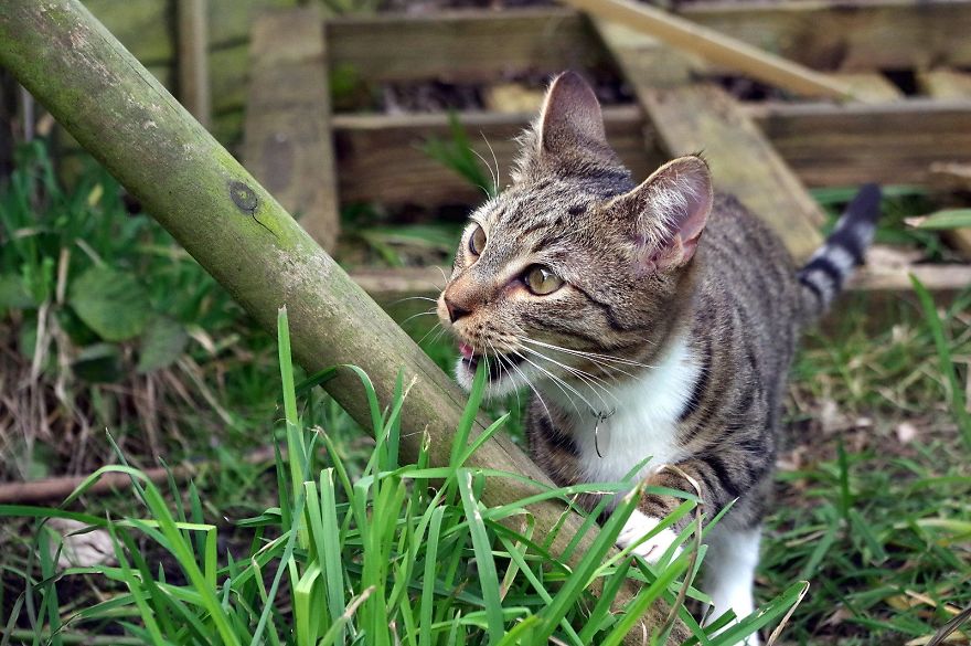 Edmund The Jumping Kitty Goes Outside For The First Time