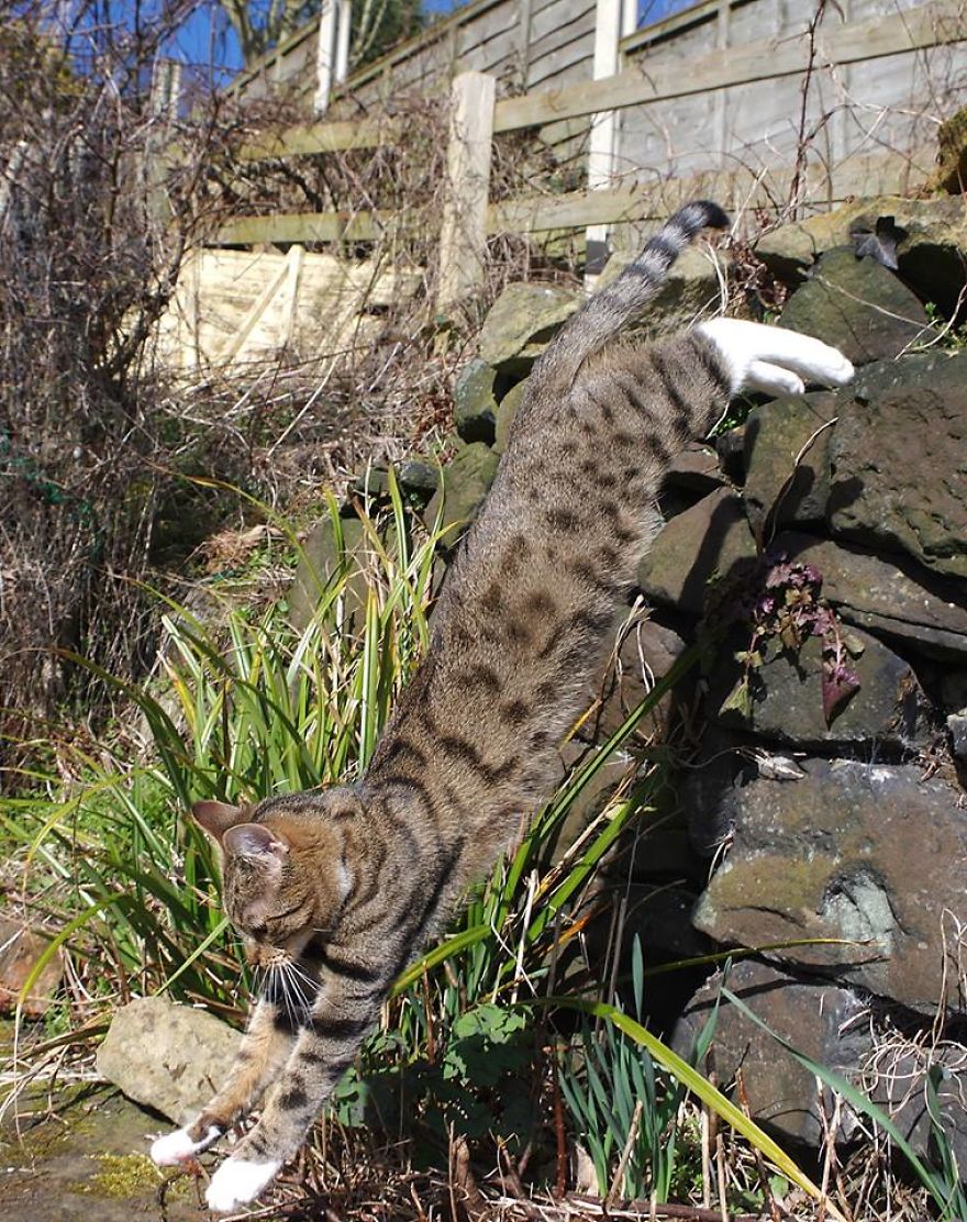 Edmund The Jumping Kitty Goes Outside For The First Time