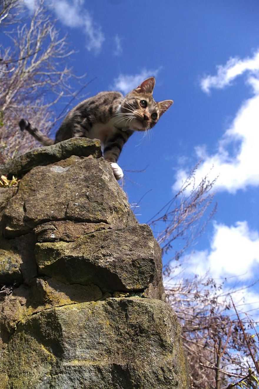 Edmund The Jumping Kitty Goes Outside For The First Time