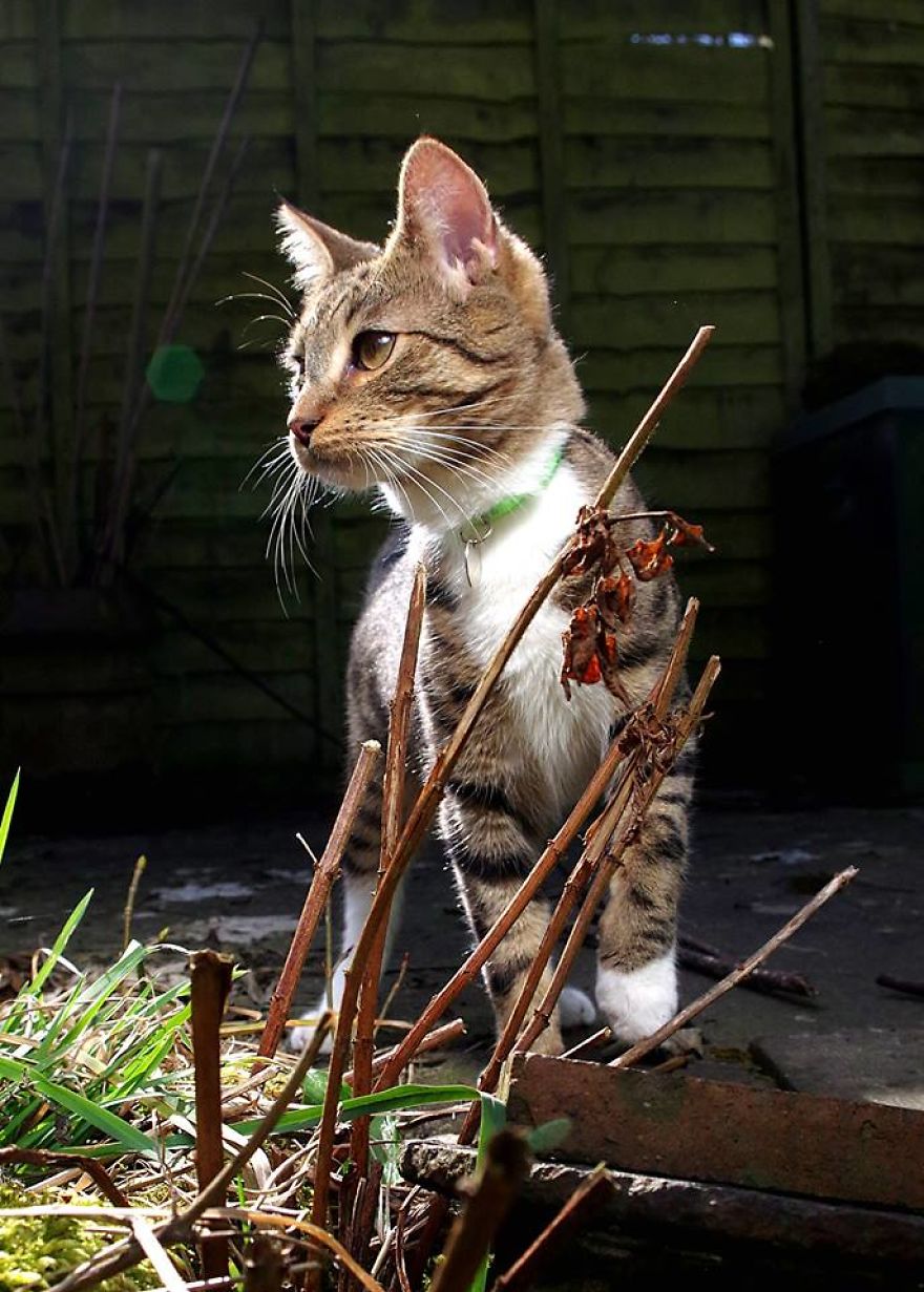 Edmund The Jumping Kitty Goes Outside For The First Time