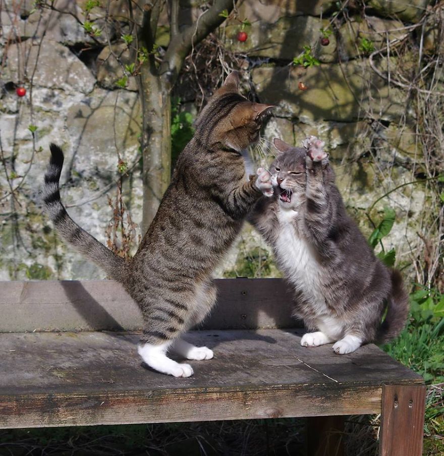 Edmund The Jumping Kitty Goes Outside For The First Time