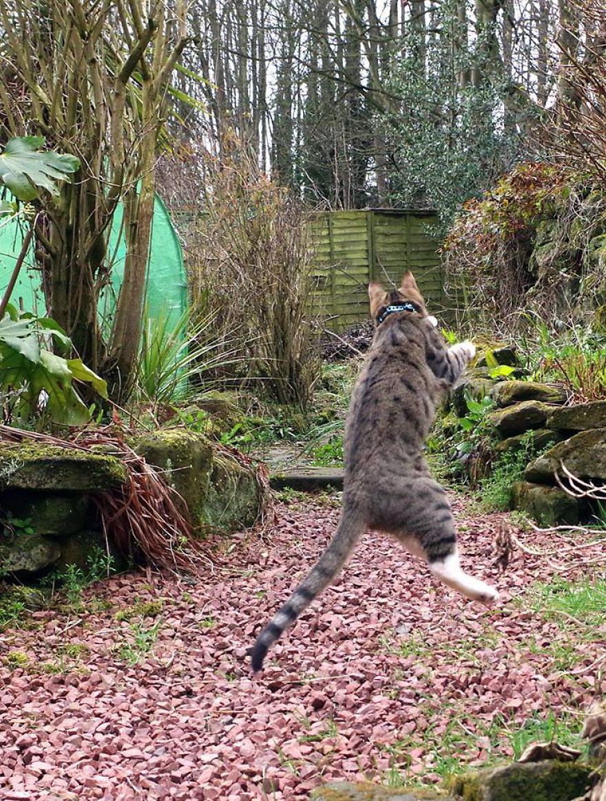 Edmund The Jumping Kitty Goes Outside For The First Time