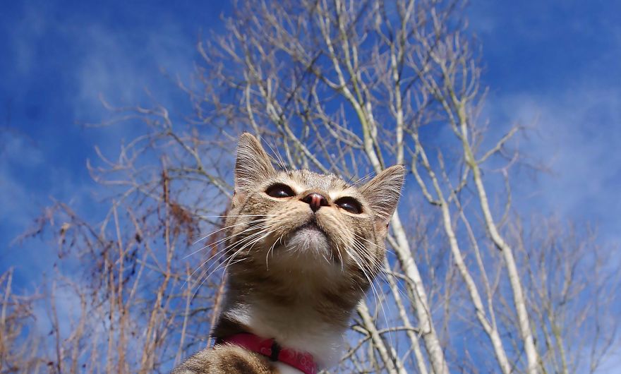 Edmund The Jumping Kitty Goes Outside For The First Time