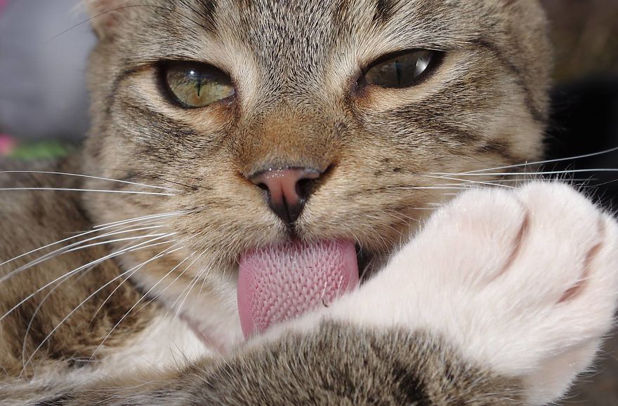 Edmund The Jumping Kitty Goes Outside For The First Time