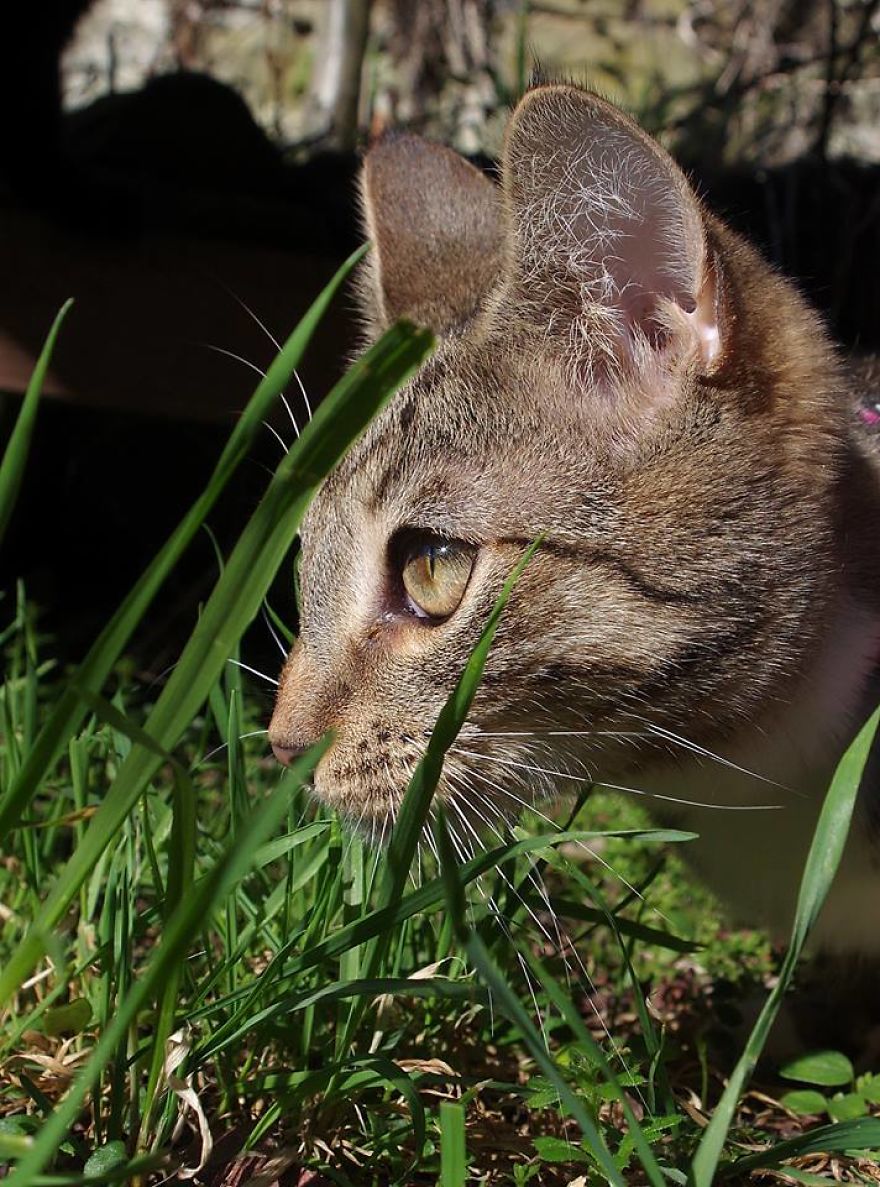 Edmund The Jumping Kitty Goes Outside For The First Time