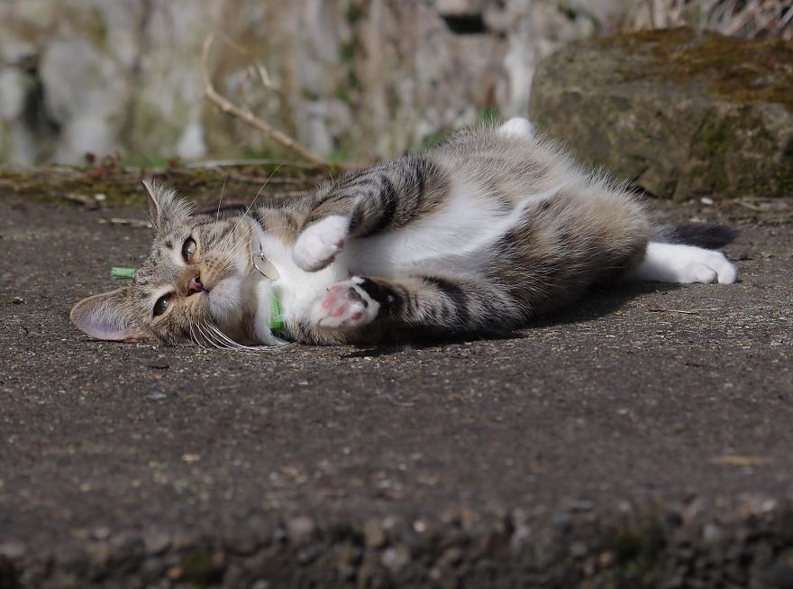 Edmund The Jumping Kitty Goes Outside For The First Time