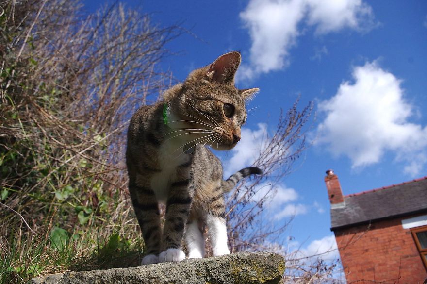 Edmund The Jumping Kitty Goes Outside For The First Time