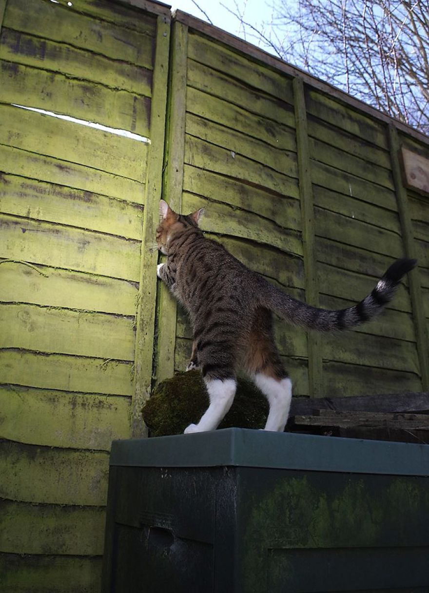 Edmund The Jumping Kitty Goes Outside For The First Time