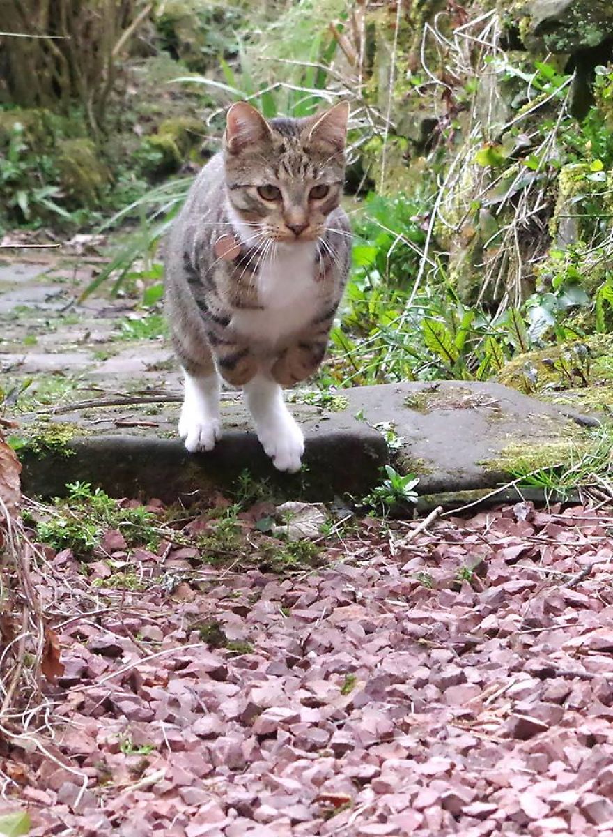 Edmund The Jumping Kitty Goes Outside For The First Time