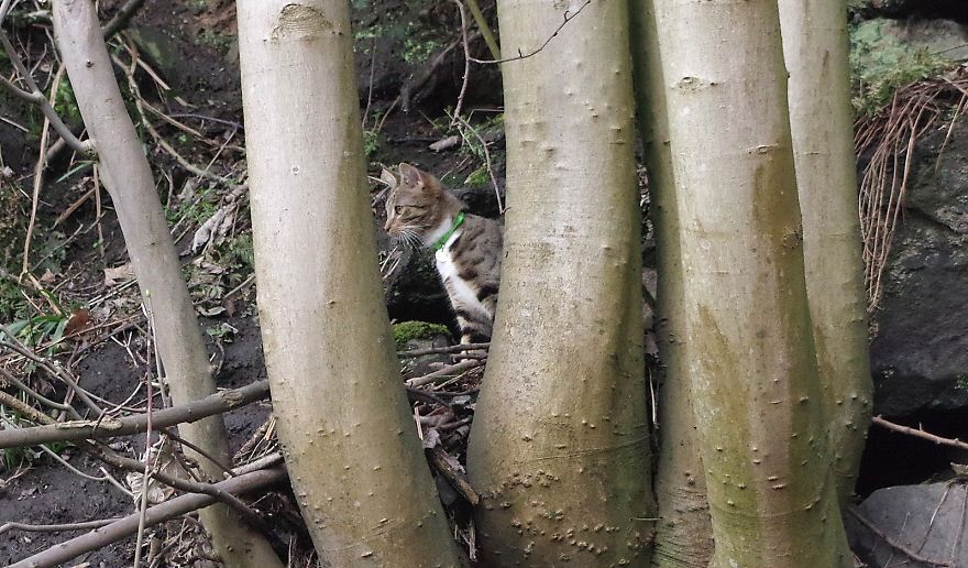 Edmund The Jumping Kitty Goes Outside For The First Time