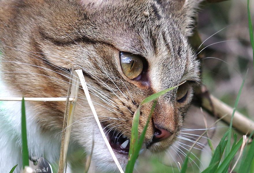 Edmund The Jumping Kitty Goes Outside For The First Time