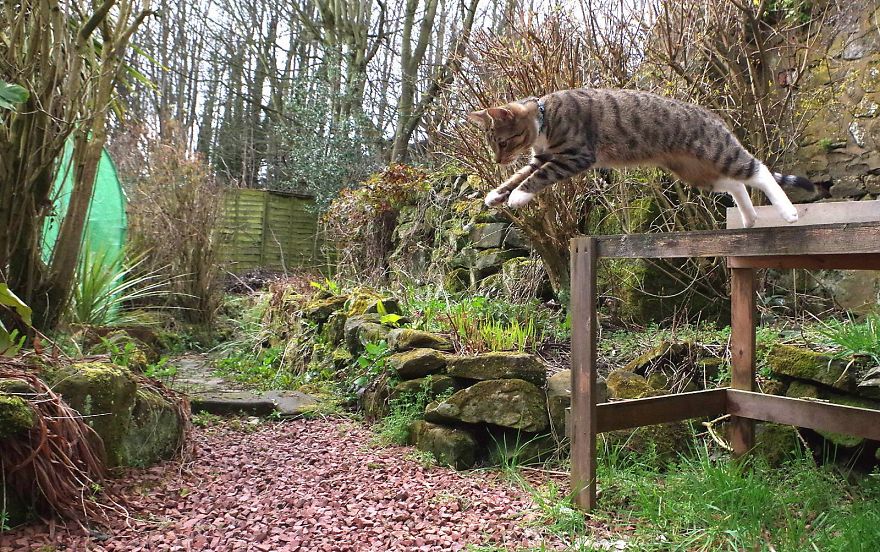 Edmund The Jumping Kitty Goes Outside For The First Time