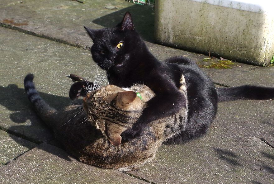 Edmund The Jumping Kitty Goes Outside For The First Time