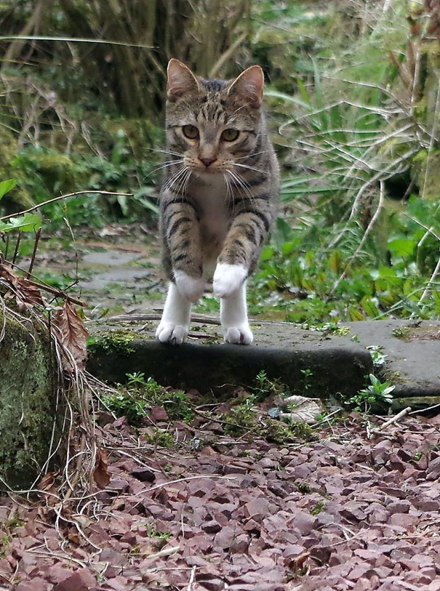 Edmund The Jumping Kitty Goes Outside For The First Time