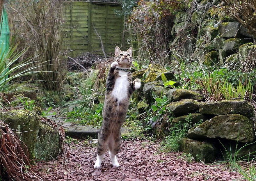 Edmund The Jumping Kitty Goes Outside For The First Time