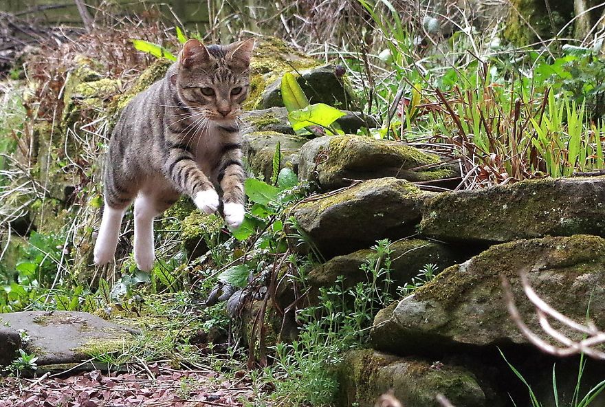 Edmund The Jumping Kitty Goes Outside For The First Time