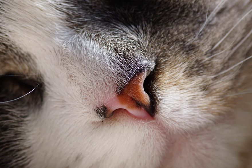 Cat-Noses-Macro-Photography