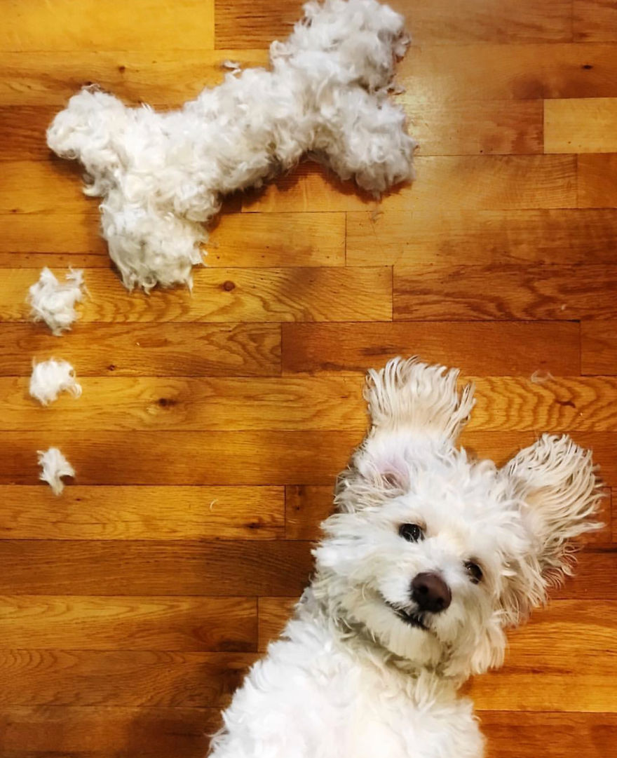 Our Dog Leo Loves Grooming And We Love Making Art From His Hair Our Dog Leo Loves Grooming And We Love Making Art From His Hair