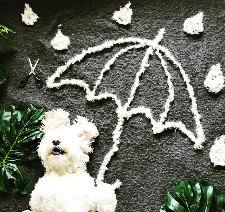 Our Dog Leo Loves Grooming And We Love Making Art From His Hair Our Dog Leo Loves Grooming And We Love Making Art From His Hair