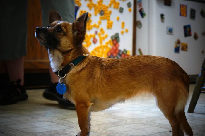 Sheba As A Puppet Vs Now!