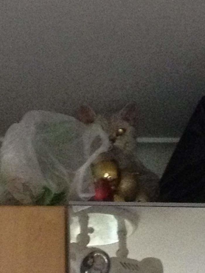 Hello, I See You Have Awoken