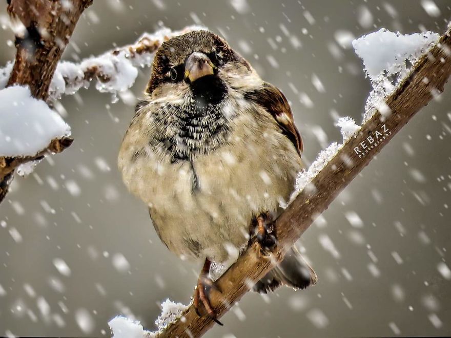 Photographer Captures The Distinct Beauty Of Natually Colorful Birds