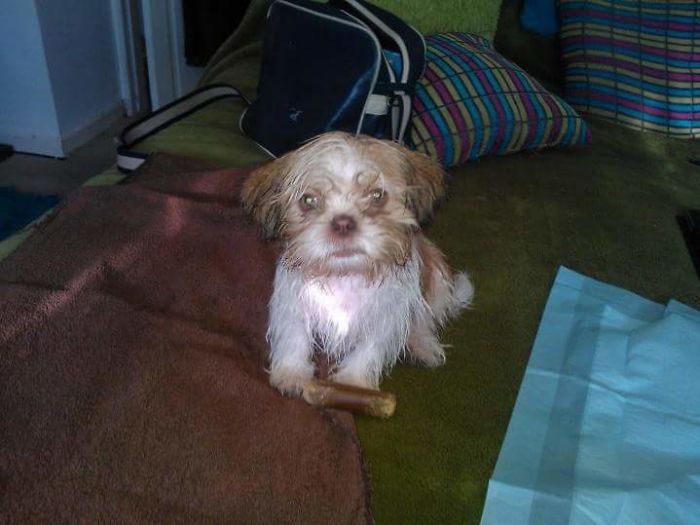 This Is Millie After Her First Bath. She Was Not Impressed.