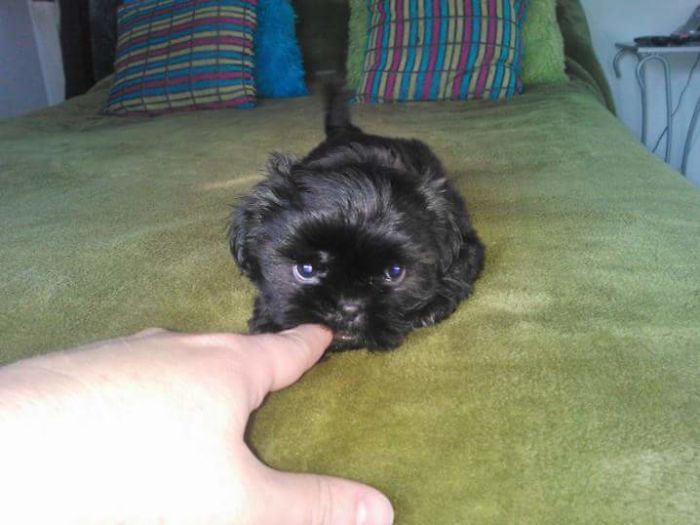 My Little Shih Tzu Poppy At 11 Weeks.