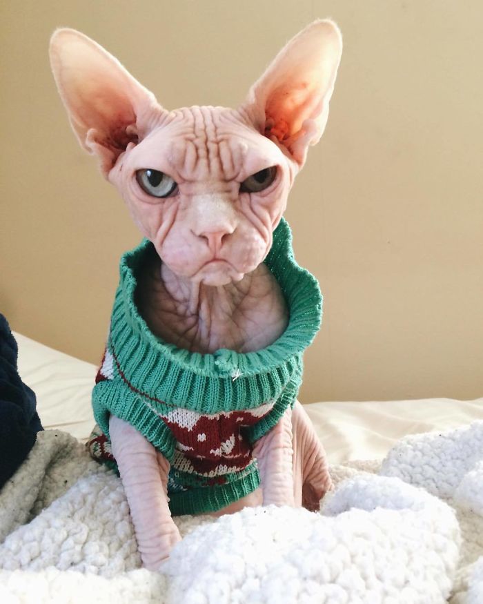 Grumpy-Cat-Loki-The-Sphynx