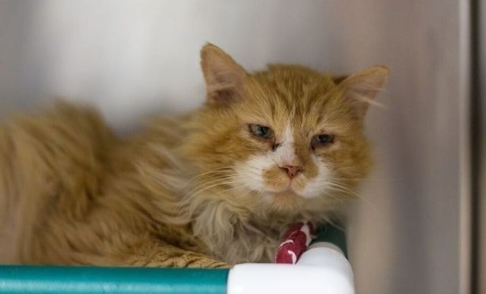 After A Family Abandons Their Cat, He Walks Back 12 Miles Just To Be Rejected Again