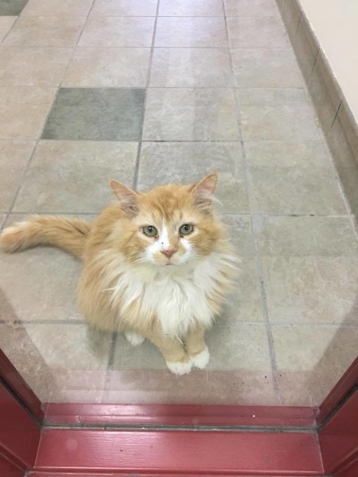 After A Family Abandons Their Cat, He Walks Back 12 Miles Just To Be Rejected Again