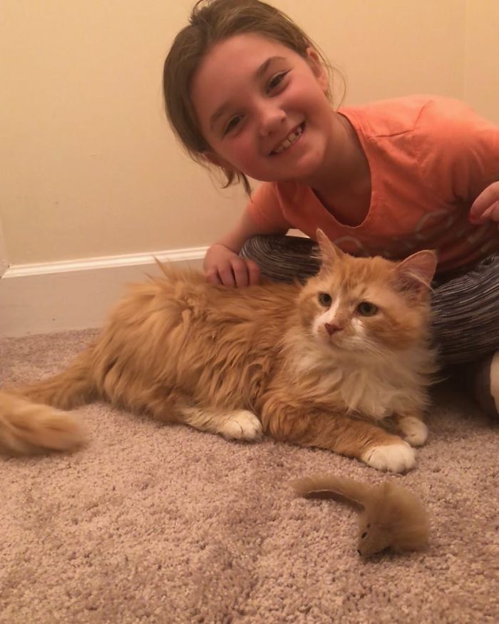 After A Family Abandons Their Cat, He Walks Back 12 Miles Just To Be Rejected Again After A Family Abandons Their Cat, He Walks Back 12 Miles Just To Be Rejected Again