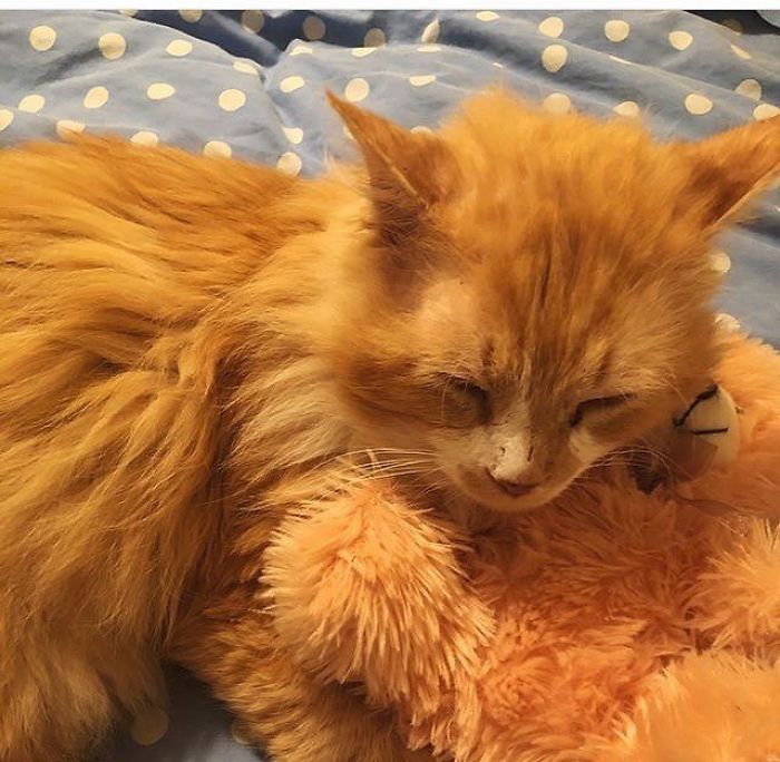 After A Family Abandons Their Cat, He Walks Back 12 Miles Just To Be Rejected Again