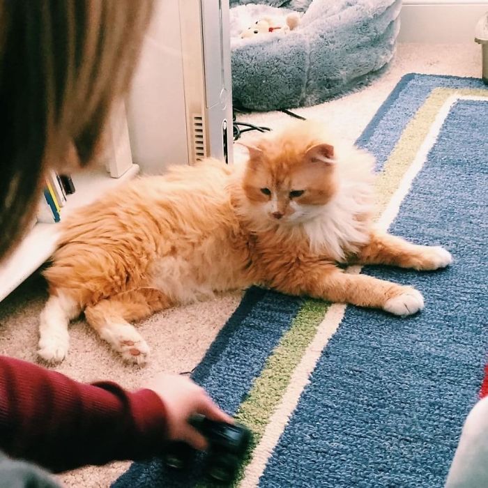 After A Family Abandons Their Cat, He Walks Back 12 Miles Just To Be Rejected Again After A Family Abandons Their Cat, He Walks Back 12 Miles Just To Be Rejected Again