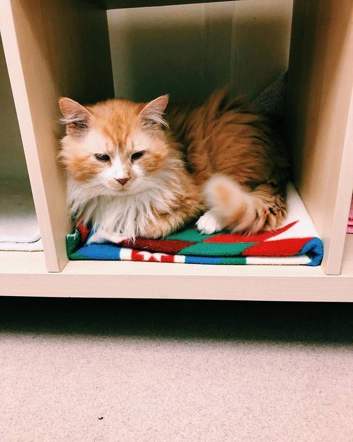 After A Family Abandons Their Cat, He Walks Back 12 Miles Just To Be Rejected Again