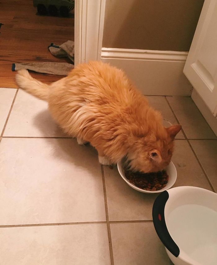 After A Family Abandons Their Cat, He Walks Back 12 Miles Just To Be Rejected Again After A Family Abandons Their Cat, He Walks Back 12 Miles Just To Be Rejected Again