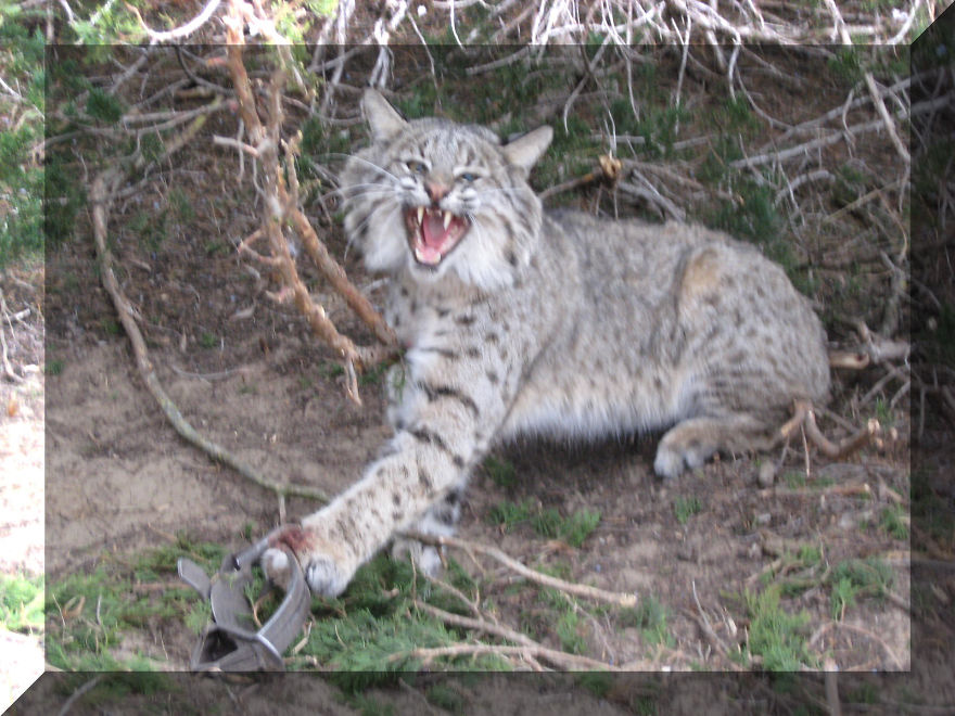 Help Prevent Bobcat Trapping!